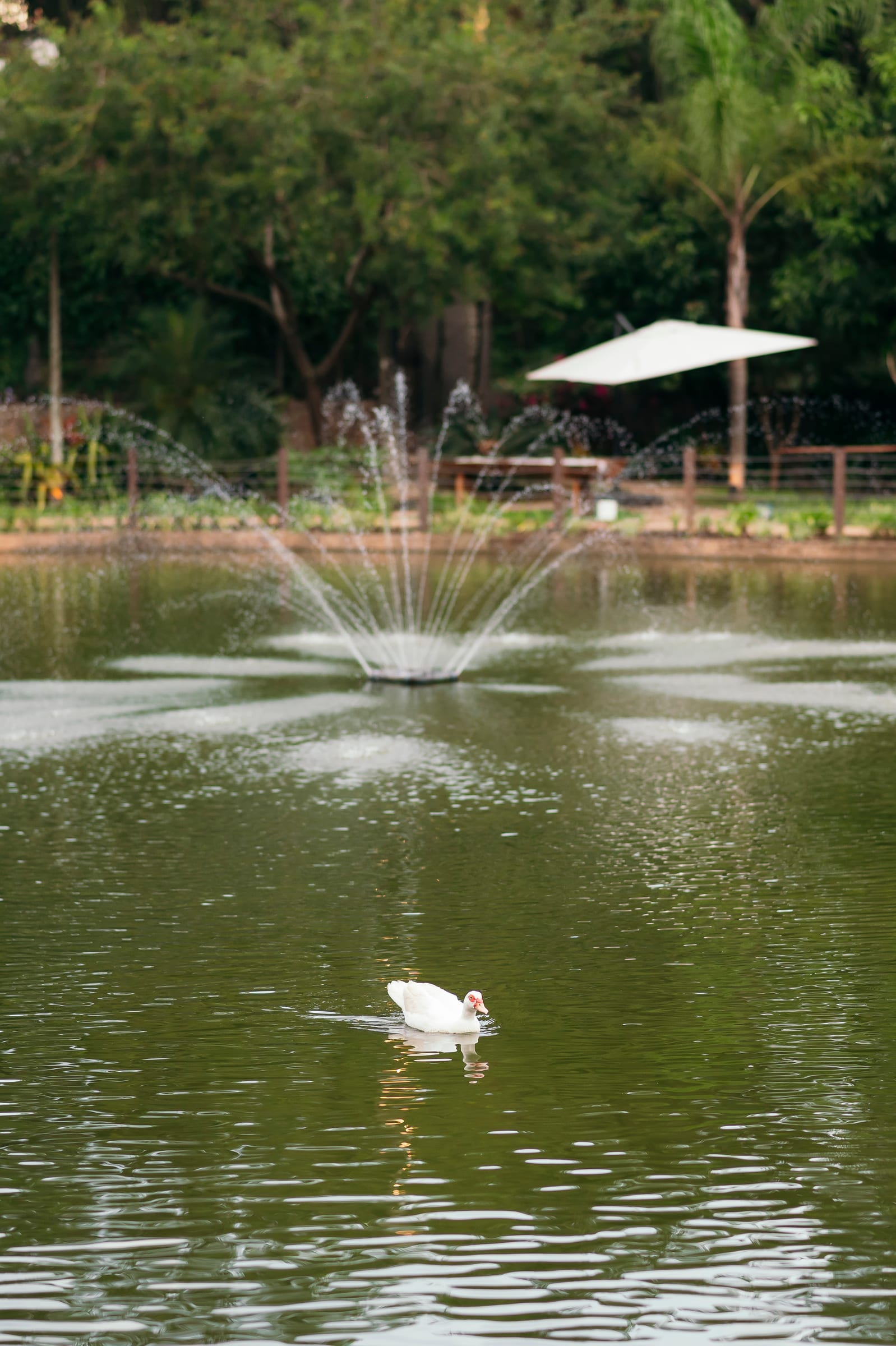O chafariz no meio do lago do Acqua, com um cisne branco nadando ao lado e um ombrelone branco na margem.